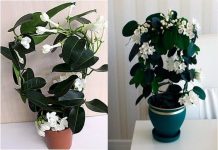 Gdje god se nalazi, postoji radost i bogato kućanstvo: litra ulja dobivenog od ovog cvijeta ima cijenu usporedivu sa stanom