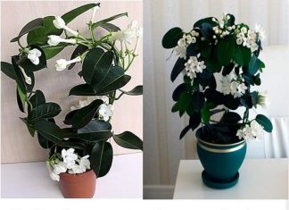 Gdje god se nalazi, postoji radost i bogato kućanstvo: litra ulja dobivenog od ovog cvijeta ima cijenu usporedivu sa stanom