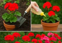 Narast će dvostruko veće i dat će više cvjetova – ovo je metoda koju sam primijenio da transformiram svoje geranije u jednom koraku.