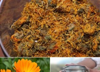 ČAJ OD NEVENA – IZUZETNO LJEKOVIT, POSEBNO ZA ŽENE