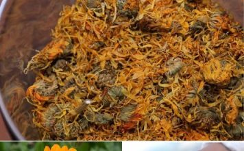 ČAJ OD NEVENA – IZUZETNO LJEKOVIT, POSEBNO ZA ŽENE