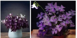 Cvjetovi sreće koji se noću odmaraju: Ovu biljku morate imati u svom kućanstvu!