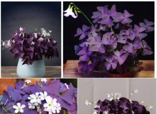 Cvjetovi sreće koji se noću odmaraju: Ovu biljku morate imati u svom kućanstvu!