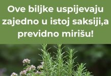 Ove biljke skladno rastu u zajedničkoj posudi i ispuštaju ugodan miris.