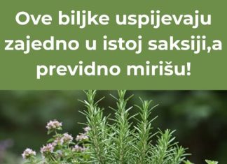 Ove biljke skladno rastu u zajedničkoj posudi i ispuštaju ugodan miris.