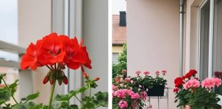 Kako bi geranijum bio bogat cvjetovima, bitno ga je zalijevati na sljedeći način kako bi se pospješilo kontinuirano i obilno cvjetanje.