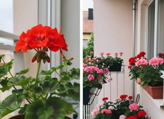 Kako bi geranijum bio bogat cvjetovima, bitno ga je zalijevati na sljedeći način kako bi se pospješilo kontinuirano i obilno cvjetanje.