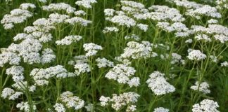 BILJKA KOJU BI SVAKI DOM TREBAO IMATI: Liječi sve, od usta do debelog crijeva i obnavlja sluznicu želuca.