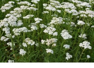 BOESENCIJALNA BILJA ZA SVAKO KUĆANSTVO: Ova izvanredna biljka posjeduje ljekovita svojstva koja se protežu od oralnog zdravlja do debelog crijeva i potiče regeneraciju želučane sluznice.