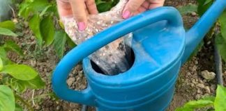 Napitak koji su mnogi konzumirali pridonio je propadanju njezine jetre; liječnici su isprva vjerovali da je kronična alkoholičarka, ali ona nije ni probala alkohol.