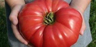 Odlučila je otkriti svoju tajnu: pridržavate li se ovih uputa, rajčice će u vašem vrtu bujno cvjetati i imati izniman okus.