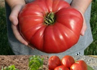 Odlučila je otkriti svoju tajnu: pridržavate li se ovih uputa, rajčice će u vašem vrtu bujno cvjetati i imati izniman okus.