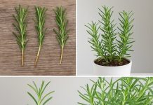 Pokazuje li vaš ružmarin znakove venuća? Uključite ovaj lijek i promatrajte kako oživljava i traje godinama koje dolaze.