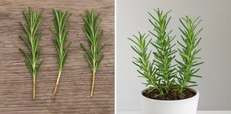 Pokazuje li vaš ružmarin znakove venuća? Uključite ovaj lijek i promatrajte kako oživljava i traje godinama koje dolaze.