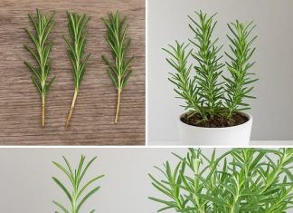 Pokazuje li vaš ružmarin znakove venuća? Uključite ovaj lijek i promatrajte kako oživljava i traje godinama koje dolaze.