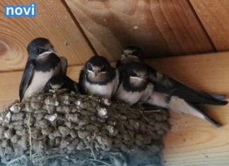 AKO POSJEDUJETE LASTIČE GNIJEZDO, IZBJEGAVAJTE DA GA UZNEMIRUJETE: Ovo je tumačenje temeljeno na narodnoj predaji.