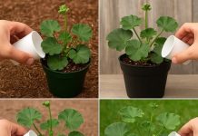 Kako bi se uklonilo žućenje lišća i pospješilo brže cvjetanje geranija, preporučuju se sljedeći dodaci