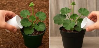 Kako bi se uklonilo žućenje lišća i pospješilo brže cvjetanje geranija, preporučuju se sljedeći dodaci