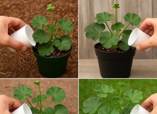 Kako bi se uklonilo žućenje lišća i pospješilo brže cvjetanje geranija, preporučuju se sljedeći dodaci