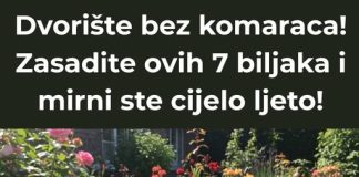 Postignite dvorište bez komaraca uključivanjem ovih sedam biljaka, osiguravajući mirno i ugodno ljetno iskustvo.