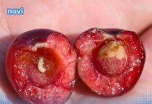 Jeste li konzumirali višnju koja sadrži crva? Ovdje je objašnjenje stvarnih procesa koji se odvijaju u vašem tijelu.