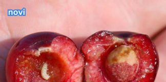 Jeste li konzumirali višnju koja sadrži crva? Ovdje je objašnjenje stvarnih procesa koji se odvijaju u vašem tijelu.