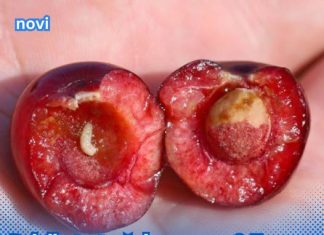 Jeste li konzumirali višnju koja sadrži crva? Ovdje je objašnjenje stvarnih procesa koji se odvijaju u vašem tijelu.