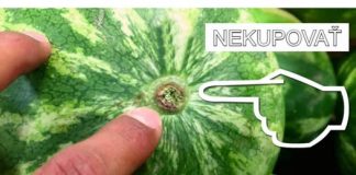 Najučinkovitiji savjet za odabir slatke lubenice je osigurati da nikada nisam naišao na nezrelu ili manje slatku sortu.