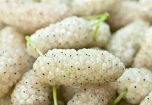 Dud je, iako često zanemaren, divno voće koje se može naći kako raste u kultiviranim okruženjima ili u divljini.