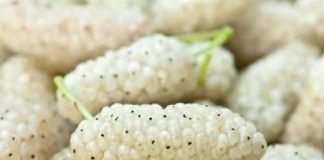 Dud je, iako često zanemaren, divno voće koje se može naći kako raste u kultiviranim okruženjima ili u divljini.