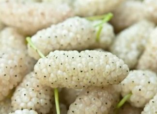 Dud je, iako često zanemaren, divno voće koje se može naći kako raste u kultiviranim okruženjima ili u divljini.