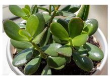 Lijek za kožne bolesti, artritis i hemoroide: ovu ljekovitu biljku često nalazimo u našim domovima, ali njezine izvanredne dobrobiti često ostaju neprepoznate.