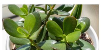 Lijek za kožne bolesti, artritis i hemoroide: ovu ljekovitu biljku često nalazimo u našim domovima, ali njezine izvanredne dobrobiti često ostaju neprepoznate.