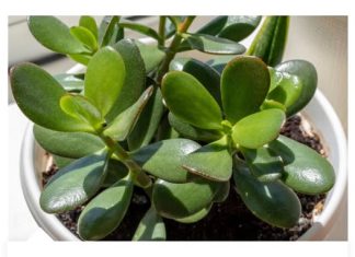 Lijek za kožne bolesti, artritis i hemoroide: ovu ljekovitu biljku često nalazimo u našim domovima, ali njezine izvanredne dobrobiti često ostaju neprepoznate.