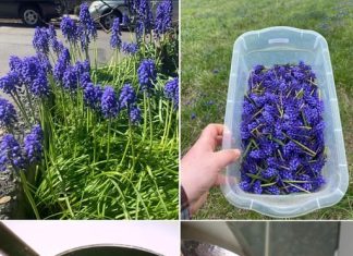 Možda ste se već susreli s ovim cvijetom, no njegov pravi značaj i potencijal možda su vam do sada ostali nepoznati.