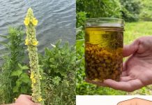 Kada su pravilno postavljene, ove biljke imaju potencijal privući novac, bogatstvo i uspjeh u vaš život.