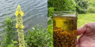 Kada su pravilno postavljene, ove biljke imaju potencijal privući novac, bogatstvo i uspjeh u vaš život.