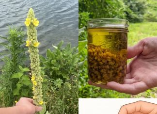 Kada su pravilno postavljene, ove biljke imaju potencijal privući novac, bogatstvo i uspjeh u vaš život.