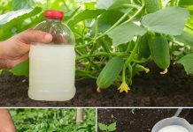 Značajno poboljšajte svoju žetvu – napravite ovu otopinu kvasca i zalijte svoje rajčice i krastavce.