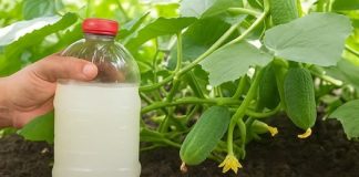 Značajno poboljšajte svoju žetvu – napravite ovu otopinu kvasca i zalijte svoje rajčice i krastavce.