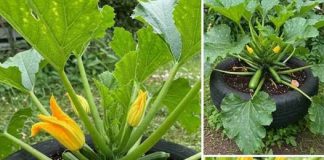 Ovo je vodič o tome kako uzgajati tikvice korištenjem prenamijenjenih guma — tehnika koja se visoko preporučuje za postizanje obilne berbe bez napora.