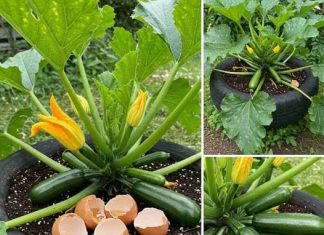 Ovo je vodič o tome kako uzgajati tikvice korištenjem prenamijenjenih guma — tehnika koja se visoko preporučuje za postizanje obilne berbe bez napora.