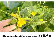 Primjena LIŠĆA krastavca i rajčice: Trenutačni prestanak i uklanjanje žutila!
