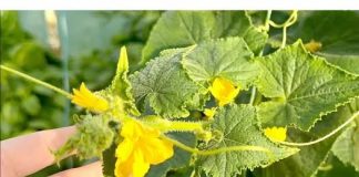 Primjena LIŠĆA krastavca i rajčice: Trenutačni prestanak i uklanjanje žutila!