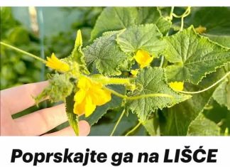 Primjena LIŠĆA krastavca i rajčice: Trenutačni prestanak i uklanjanje žutila!