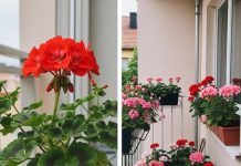 Evo kako napraviti muškat pun cvijeća: Zalijevajte ih ovako kako bi uvijek obilno cvjetale.