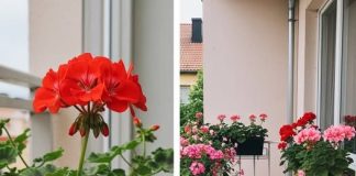 Evo kako napraviti muškat pun cvijeća: Zalijevajte ih ovako kako bi uvijek obilno cvjetale.