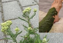 Konzumacija jedne žlice prije spavanja može rezultirati gubitkom težine od 16 kg unutar dva tjedna.