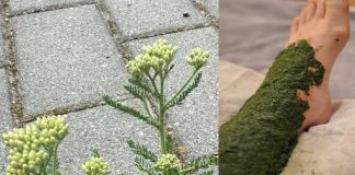 Konzumacija jedne žlice prije spavanja može rezultirati gubitkom težine od 16 kg unutar dva tjedna.