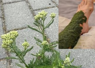 Konzumacija jedne žlice prije spavanja može rezultirati gubitkom težine od 16 kg unutar dva tjedna.